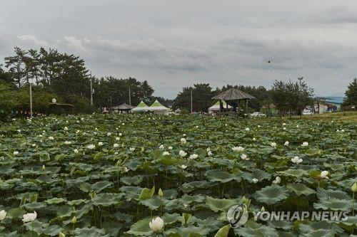 '순백 연꽃의 향연'…김제 하소백련축제 13∼14일 개최