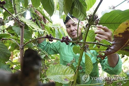 "커피 가격, 재배지역 이상기후로 내년 중반까지 상승 전망"