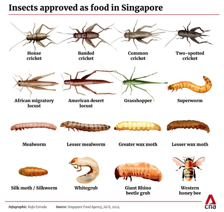 싱가포르, 메뚜기·누에 등 곤충 16종 식품 승인…"야생은 안돼"