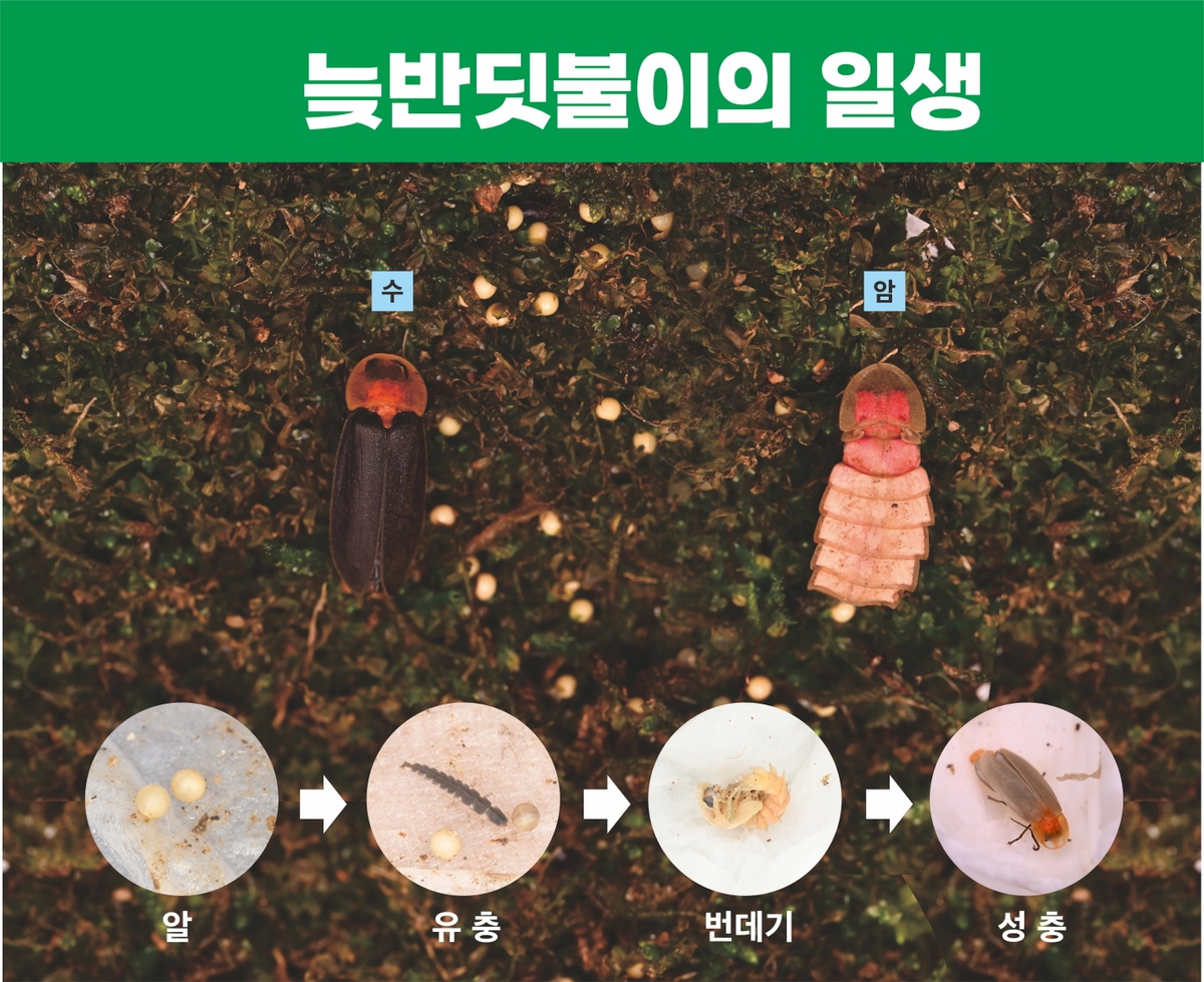 시흥시, 친환경 지표 '늦반딧불이' 인공증식 성공