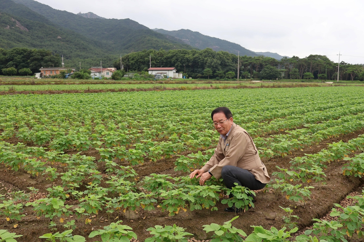 '벼 대신 논콩' 소득 2배 증가…영암 군서농협 주목