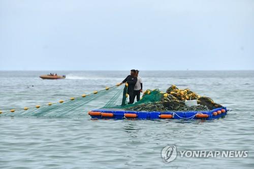 피서철 강원 동해안에 상어 출몰…지자체, 안전 대책 강구