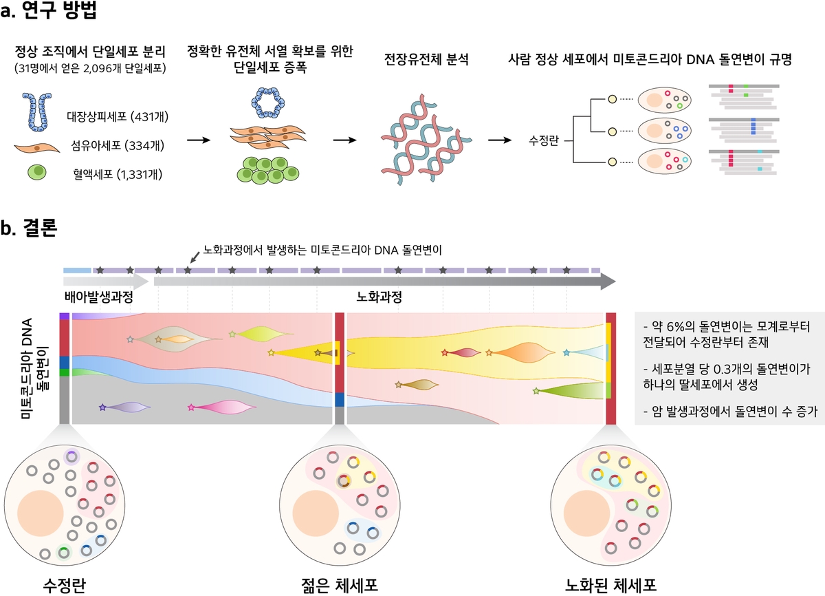 미토콘드리아 DNA 돌연변이 모계서 일부 전달돼 노화로 증가한다