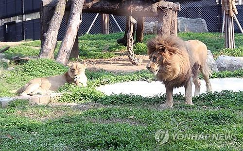 '갈비사자' 바람이, 딸과 여생 보낸다…내달 청주동물원서 재회