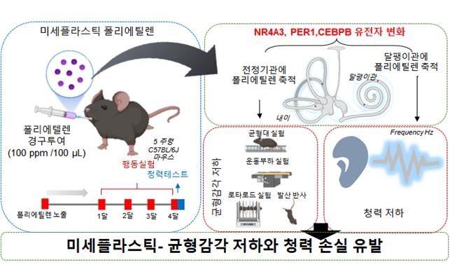 미세플라스틱, 귀 건강까지 위협…청력·균형감각 저하 유발