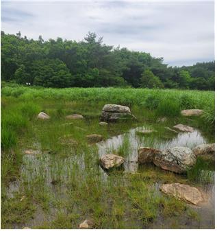 '멸종위기' 물거미, 경남 양산 늪지서 발견