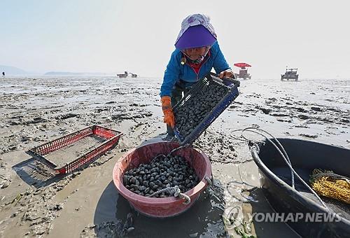 경남도, 갯벌에 사는 바지락 '수하식'으로 대량 양식 추진