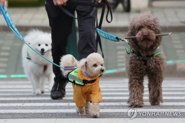 등록 반려견·반려묘 329만 마리, 23만 마리 늘어