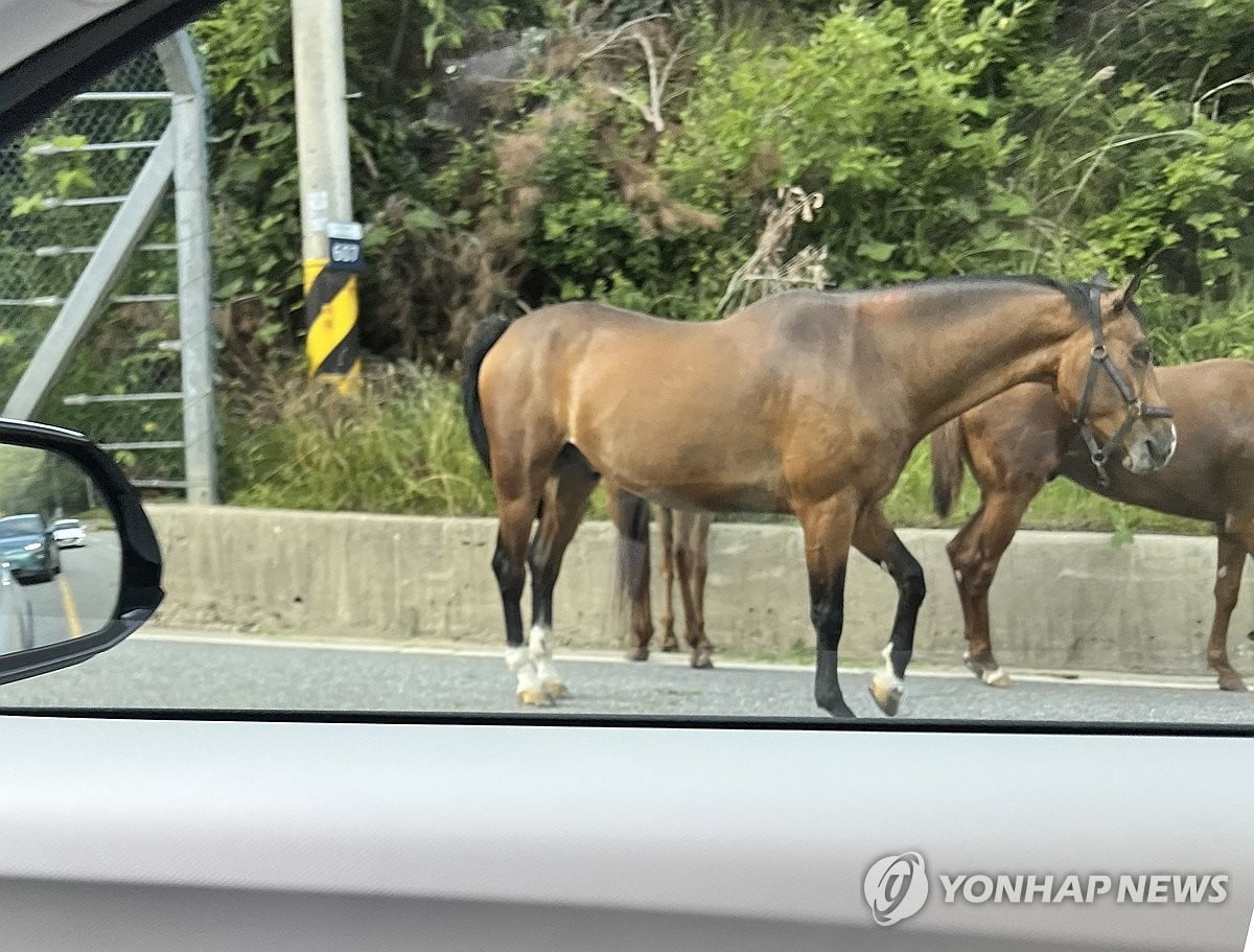 "이게 웬 말"…평창 도로에 말 4마리 활보