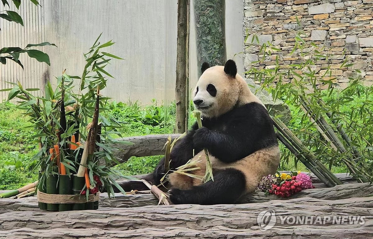 푸바오 판다기지 '깐깐'..."관람객 가방 검사"