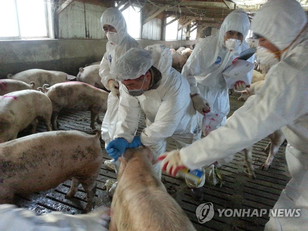 충남동물위생시험소, 구제역 항체 검사 2만1천마리로 확대