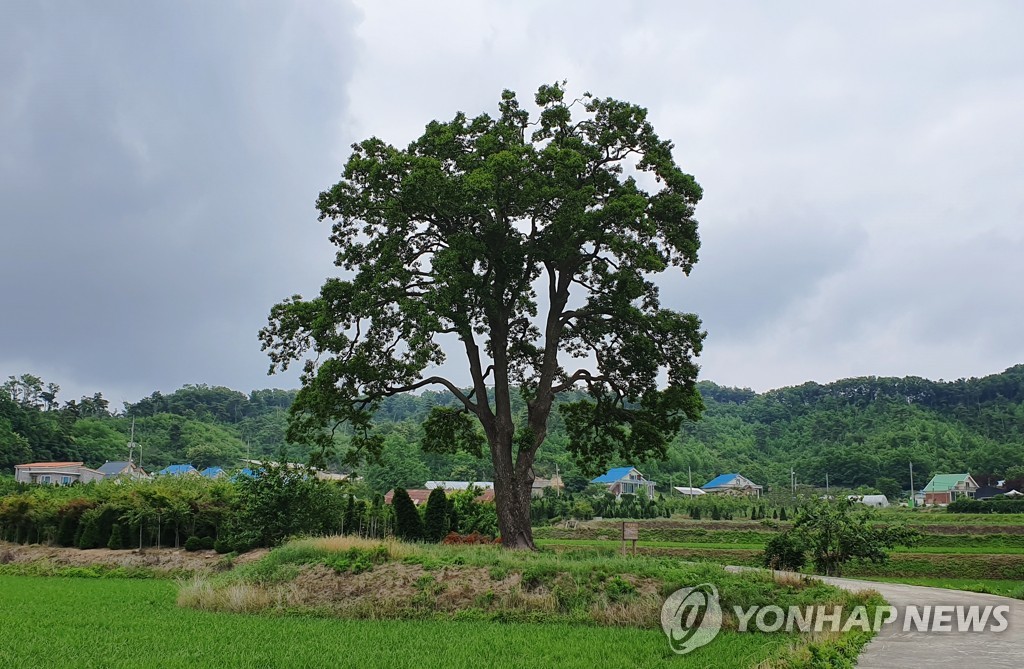 폭우에 230살 넘은 천연기념물 포천 오리나무 뿌리째 뽑혀