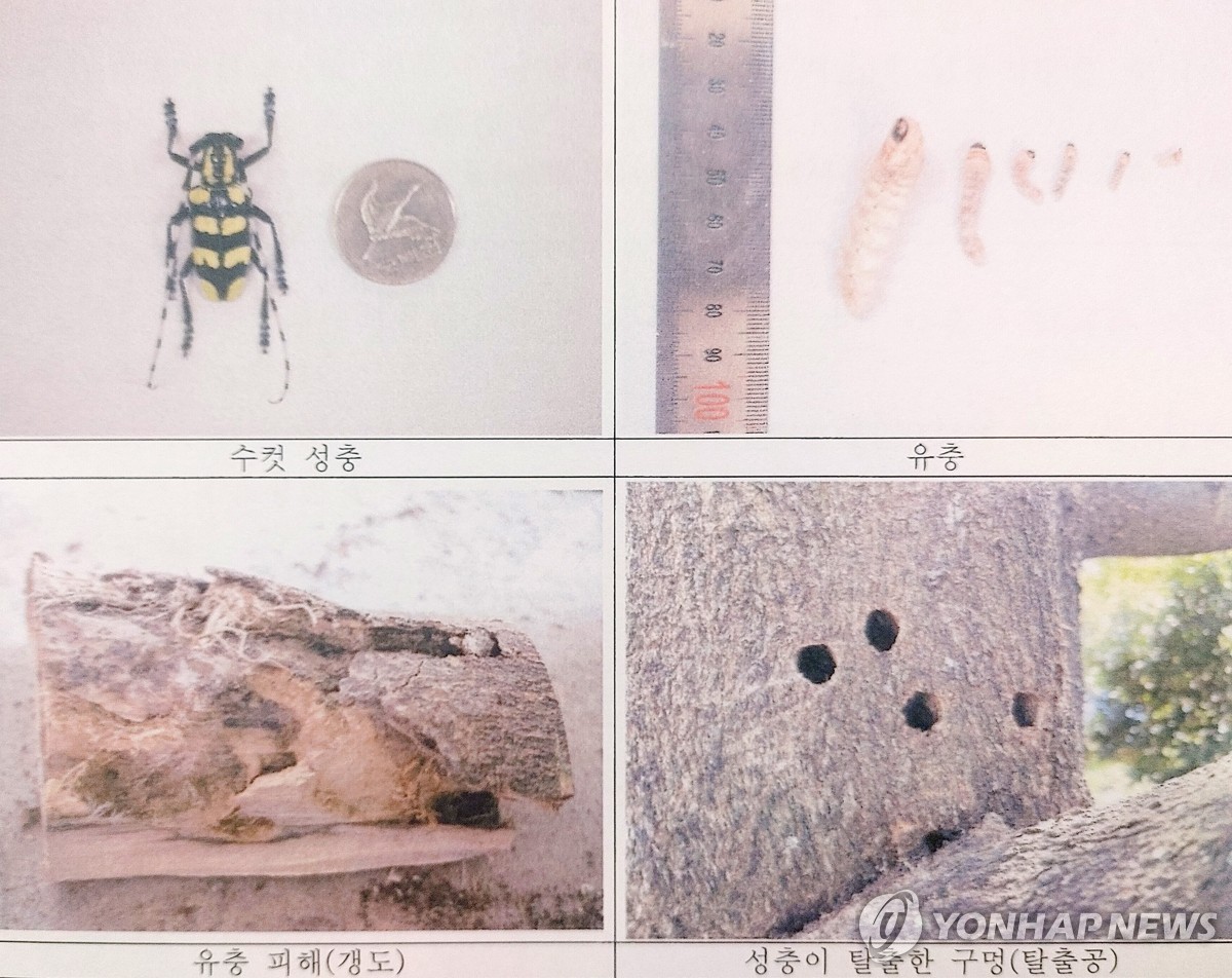 제주 정착 외래해충 '노랑알락하늘소' 방제 추진
