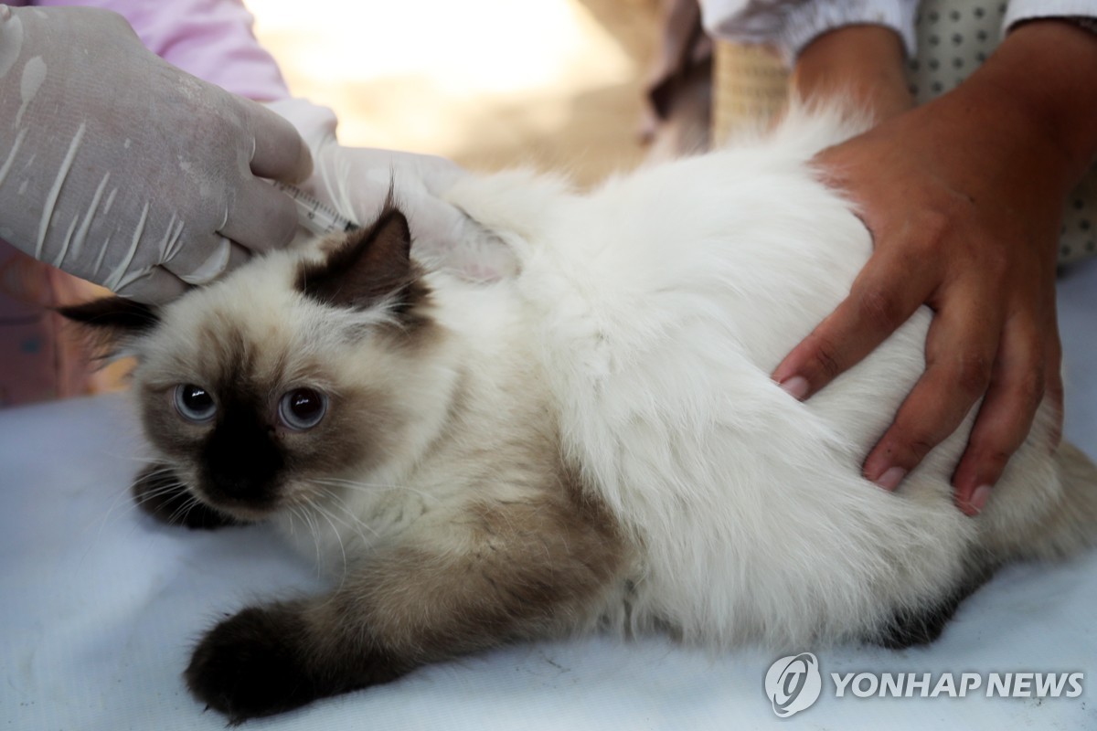 베트남서 자기 집 고양이에 물린 세살배기, 광견병으로 숨져