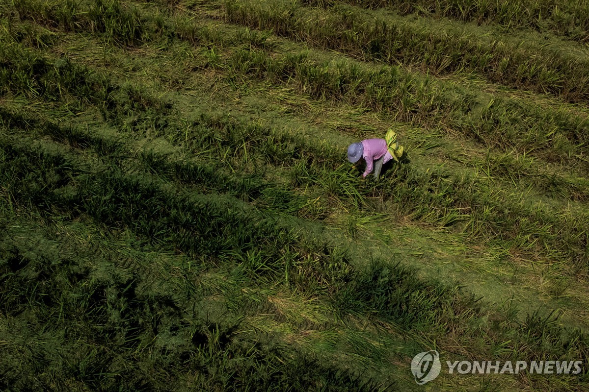 中 기상당국 "폭염 장기화…쌀·면화 생산에 타격" 경고