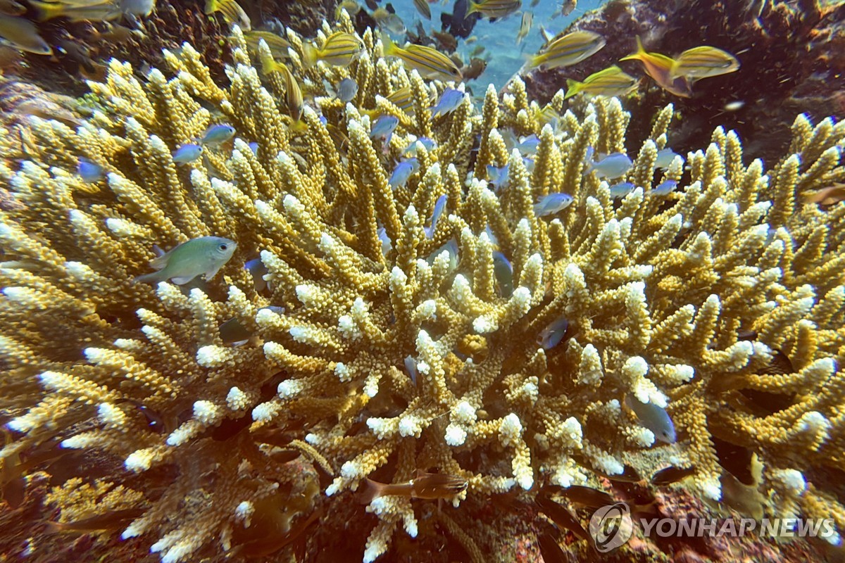 "산호초 보호하면 채무 500억원 탕감"…美, 인니와 합의