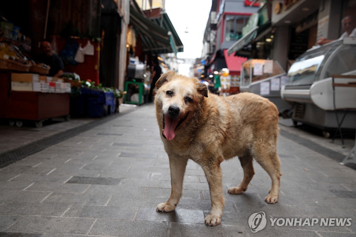 튀르키예 '들개 안락사' 법안에 들썩…동물단체·야권 반발