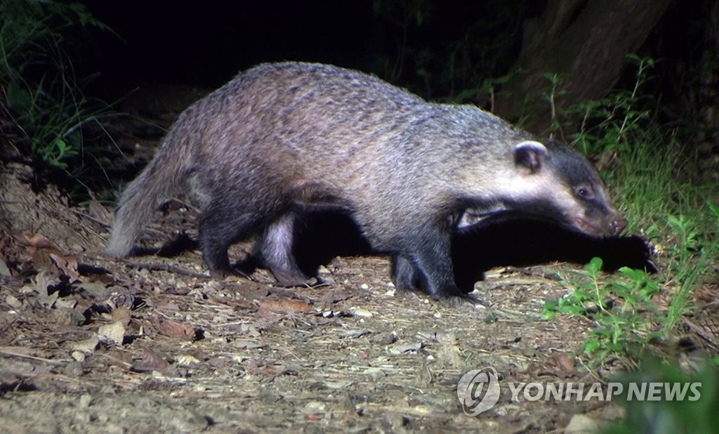 아파트·산책로에 오소리가…하남서 주민 4명 잇따라 공격당해