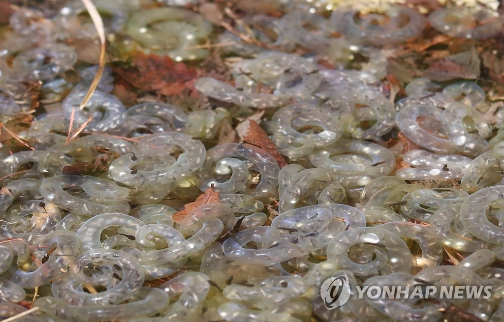 인천녹색연합 "무단포획·쓰레기투기에 양서류 서식지 위기"