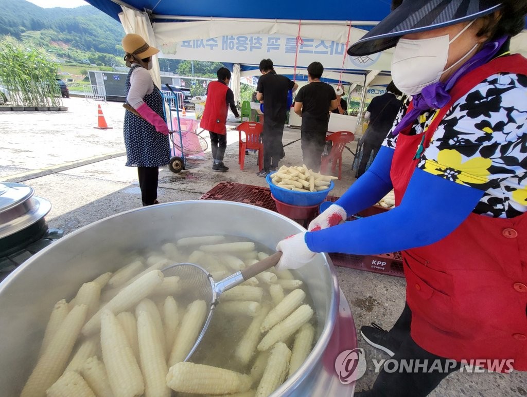 홍천찰옥수수축제 19일 개막…"찰떡같은 옥수수 맛보세요"