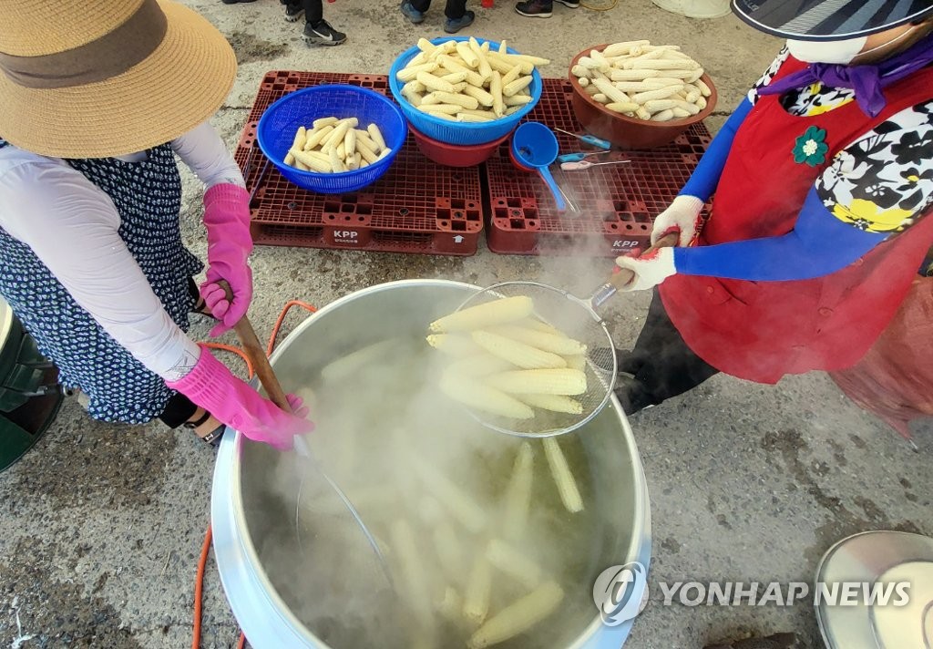 홍천찰옥수수축제 19일 개막…"찰떡같은 옥수수 맛보세요"