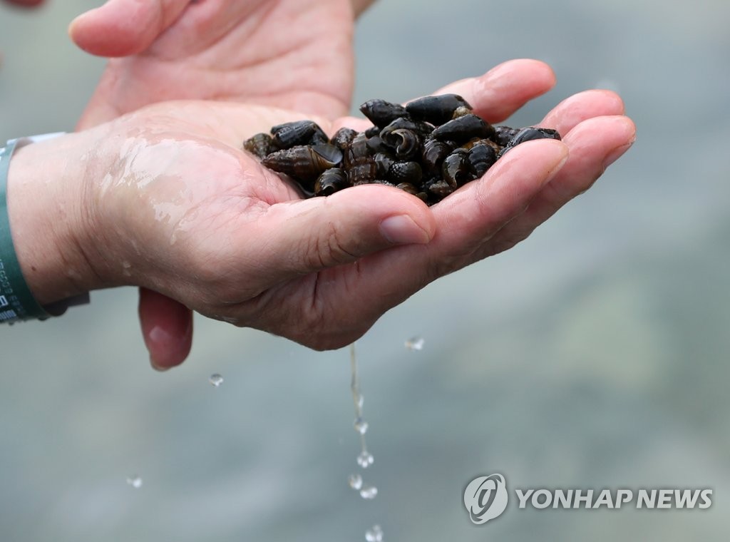 '맑은 물에서 놀자' 철원 화강 다슬기축제 내달 1일 개막