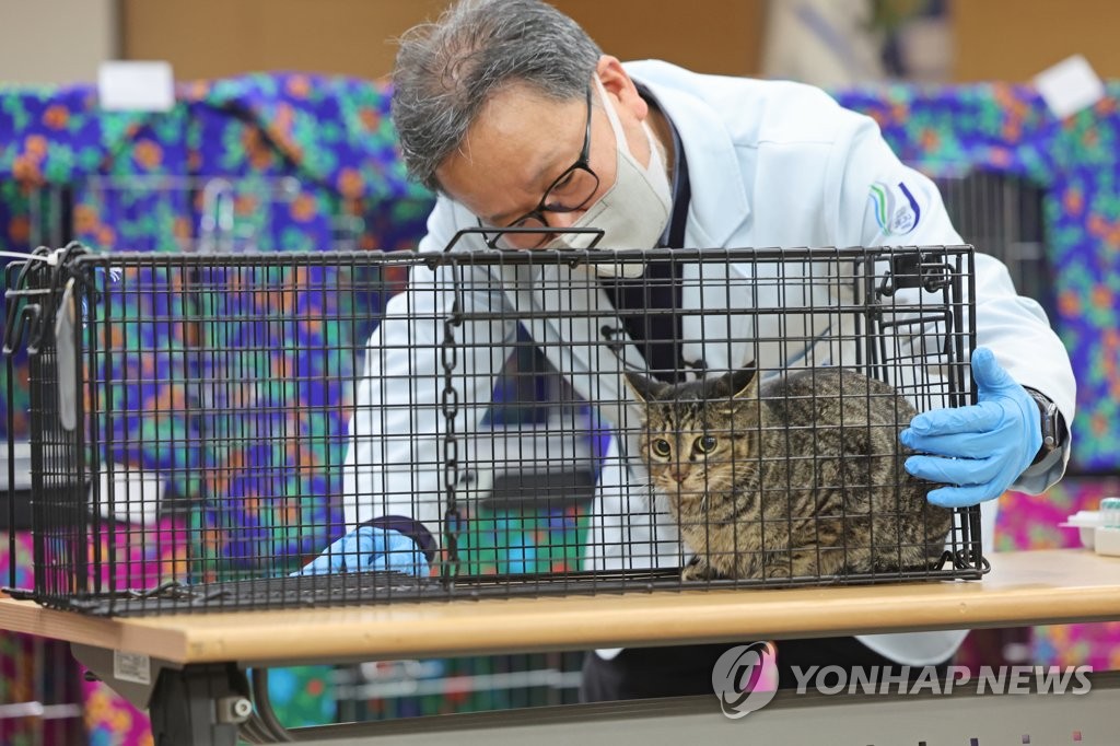 제주에 유기 고양이 돌보는 '고양이 도서관' 생긴다