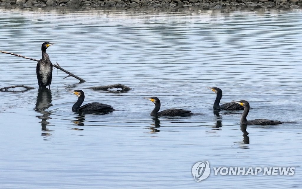 '귀한 농작물 지켜라' 양구군, 유해야생동물 피해 최소화 총력