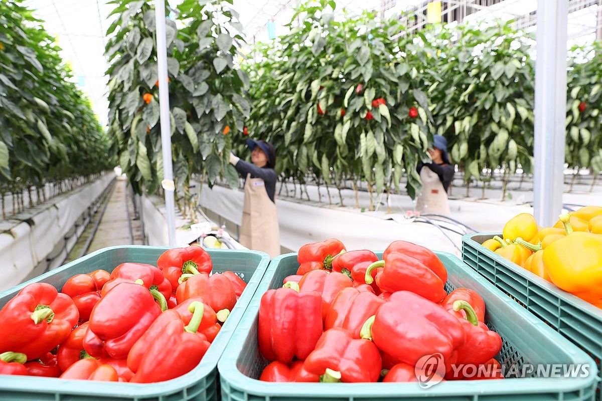 필리핀 착륙한 국산 파프리카…첫 항공 수출 성공