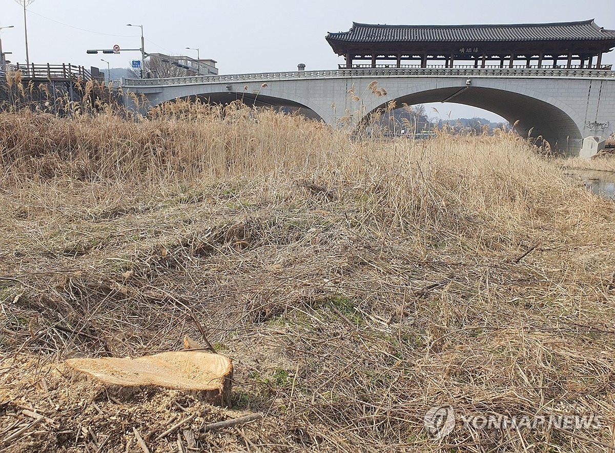 전북도, '버드나무 벌목·하도 준설' 전주시 감사 착수