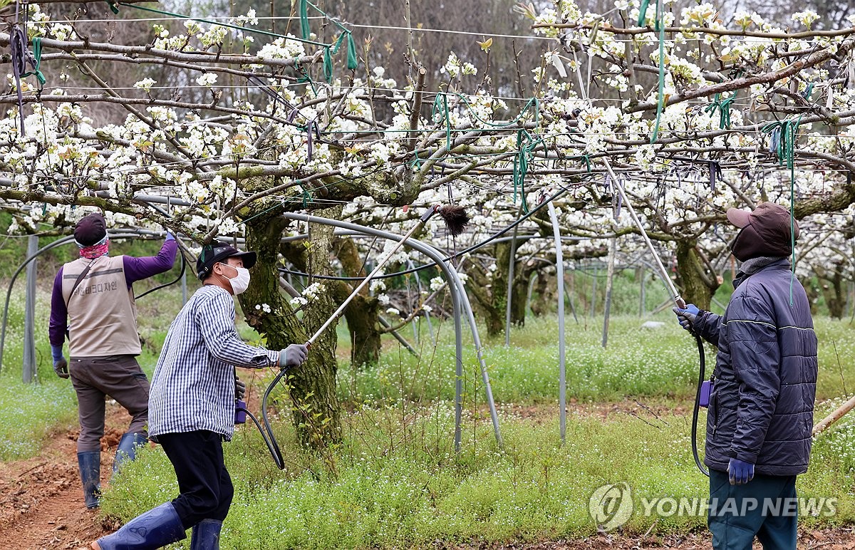 농식품부 차관 "배, 생육 양호해 평년보다 생산 많을 것"