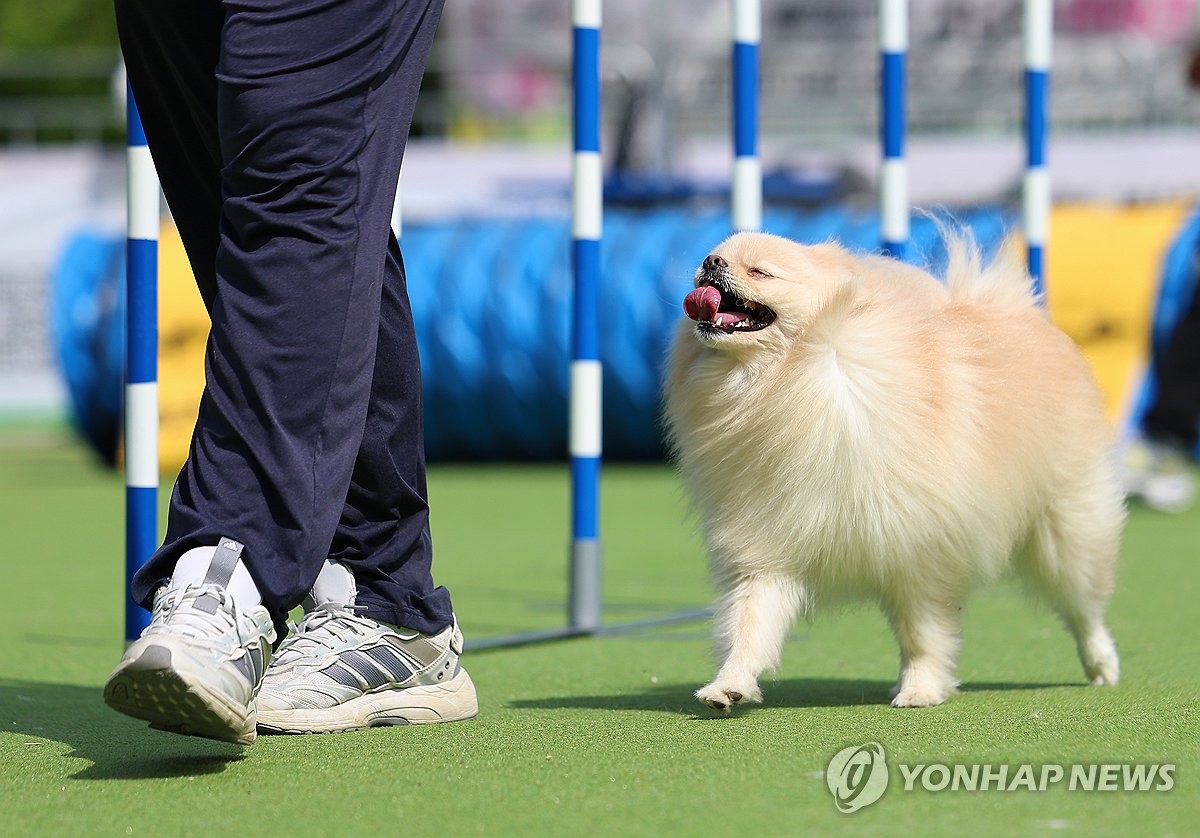 반려견 유치원 다섯 곳 중 두 곳, 중도 해지때 '환불 불가'