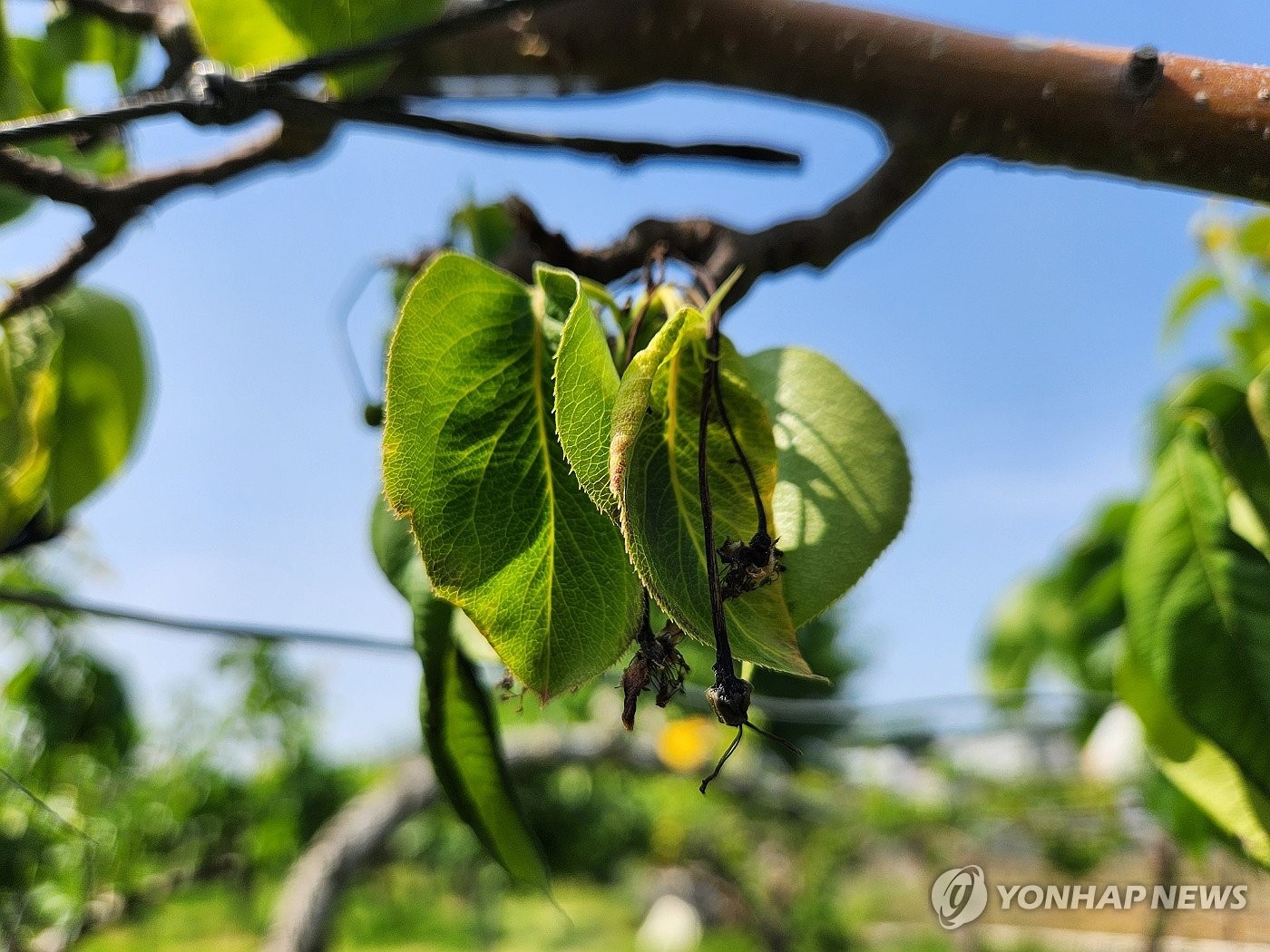 과수화상병 발생 신고하지 않으면 손실보상금 60% 감액