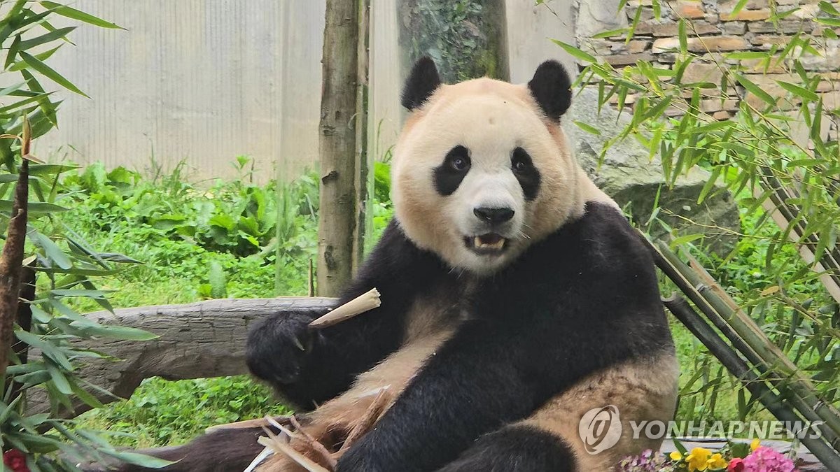 中대학,'판다 전공' 신입생 첫모집…"판다 안고 수강 가능해요?"