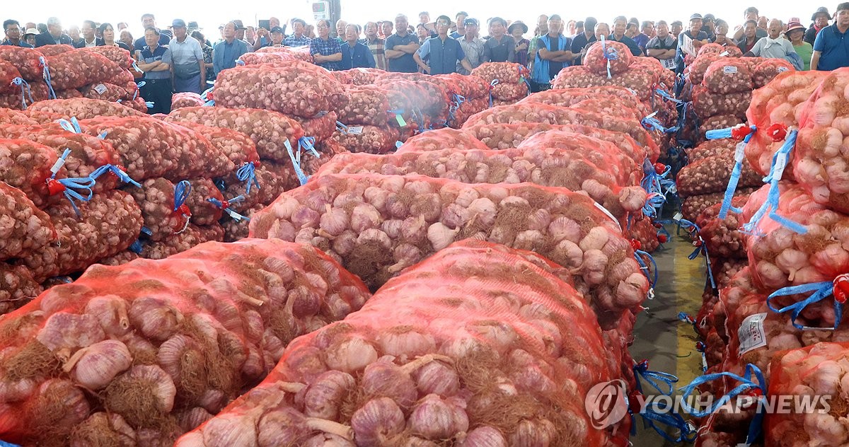 [사진톡톡] 마늘 최대 산지 경남 창녕서 초매식