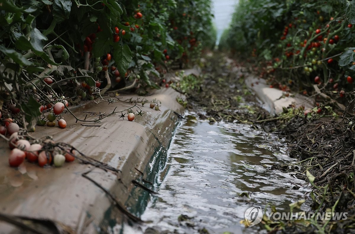 익산 집중호우 피해 규모 400억원 육박…특별재난지역 건의