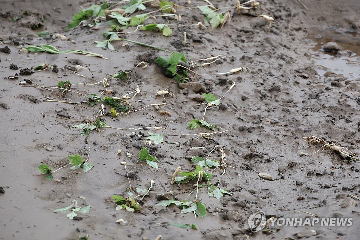 [전국 레이더] "아직도 땅이 질퍽질퍽"…농작물 침수·더딘 복구 '망연자실'