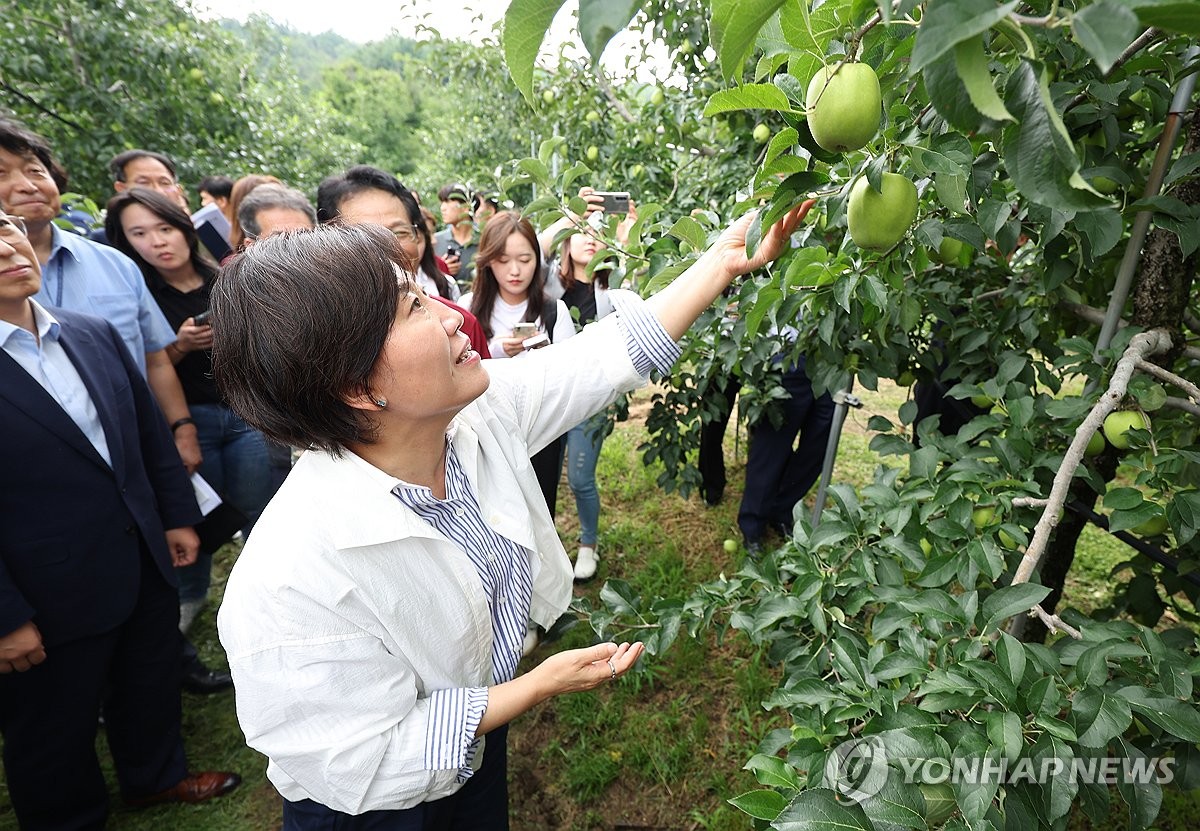 농식품부 "상추·오이 등 채솟값 강세…사과가격은 하락"