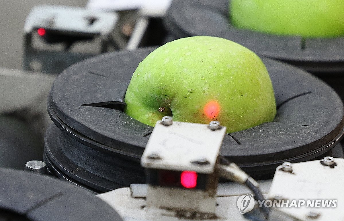 "이제 '금사과' 걱정은 없습니다"…햇사과 작황 청신호