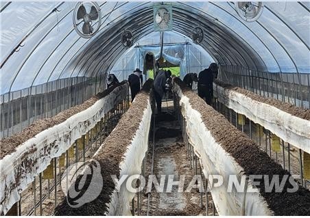 장마에 상추 등 채소·과채류 줄줄이 올라…밥상물가 우려