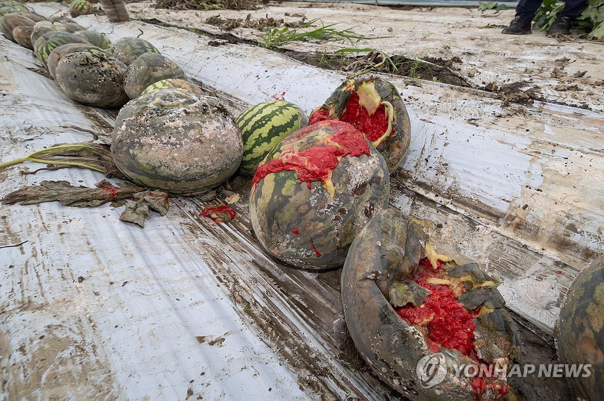 [전국 레이더] "아직도 땅이 질퍽질퍽"…농작물 침수·더딘 복구 '망연자실'