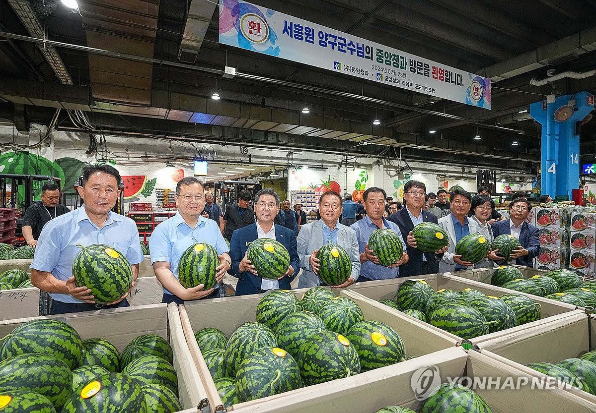 명품 양구 수박 본격 출하…도매가 1통 최고 2만5천원