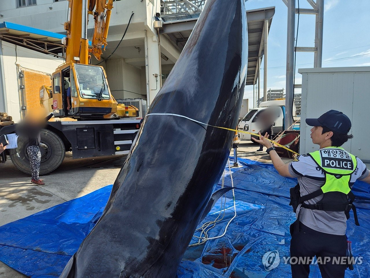 삼척 앞바다서 바다의 로또 밍크고래 혼획…1억1천731만원 위판