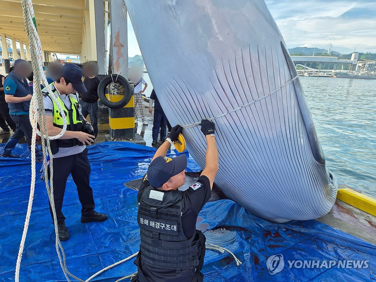 삼척 앞바다서 바다의 로또 밍크고래 혼획…1억1천731만원 위판