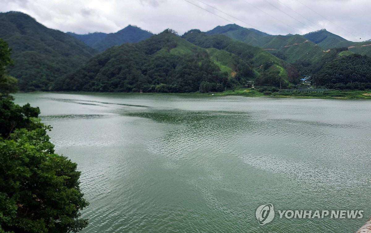 폭염에 녹차 풀어 놓은 듯…인제 소양호 상류 녹조 '비상'