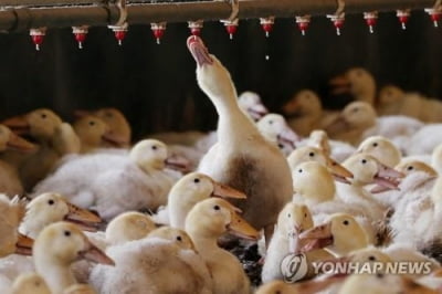 폭염에 가금류 1만6천마리 폐사…전남도 피해 파악도 못 해