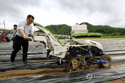 강원농기원, 평창서 여름 배추 정식기 시연회 열어