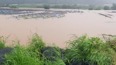 [민통선 사람들] ⑥"북한이 황강댐 방류해 인삼밭이 물바다로 변했었죠"