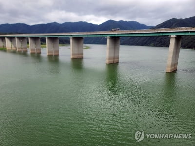 폭염에 녹차 풀어 놓은 듯…인제 소양호 상류 녹조 '비상'