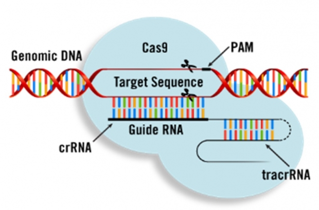 ㈜이지놈, CRISPR-Cas9 기술 적용한 차세대 치료용 프로바이오틱스 개발 성공!